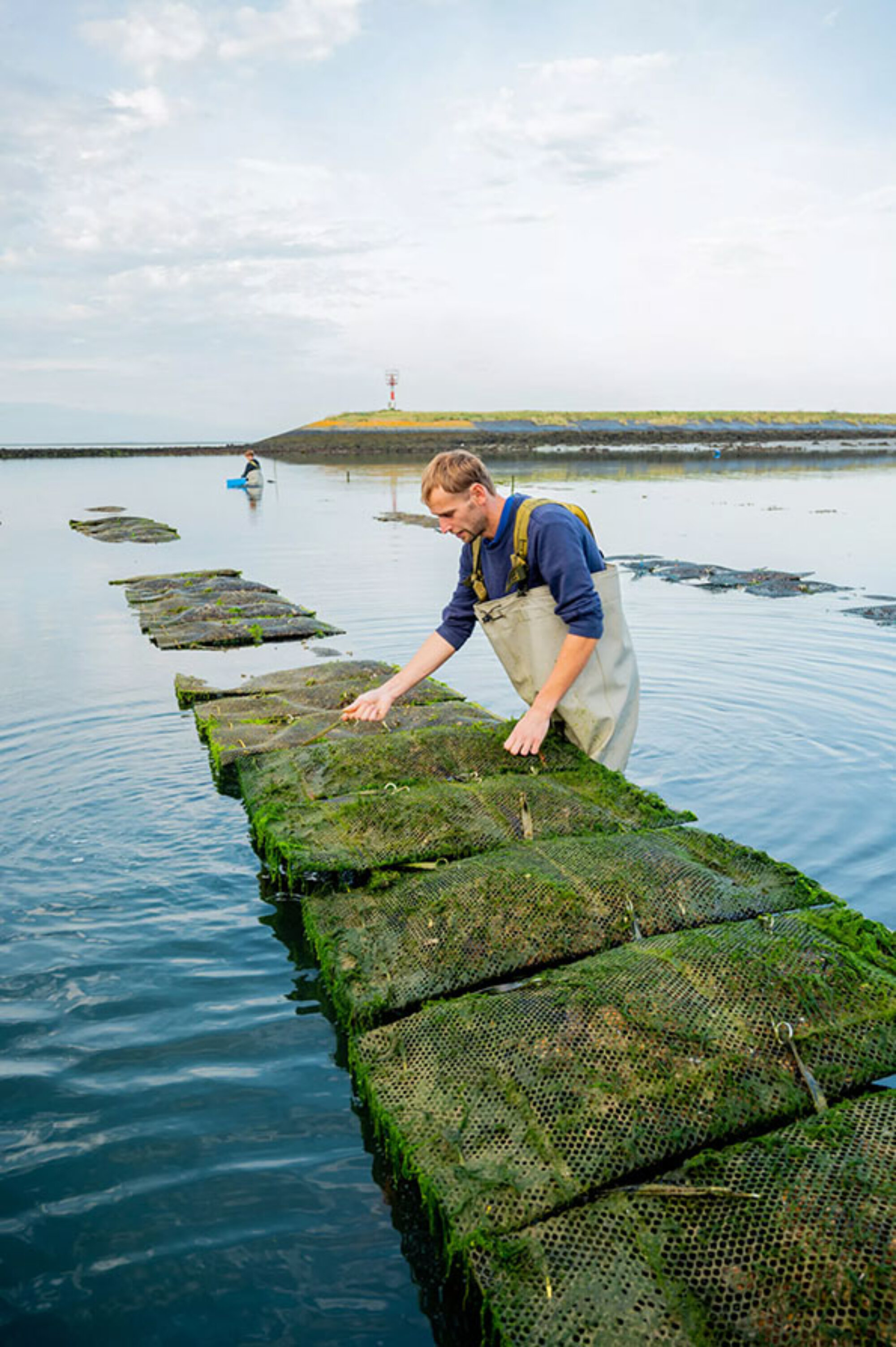 Mark Feijtel van Oesterwinkel die zijn oesterzakken aan het keren is en controleren of zijn oesters goed groeien.